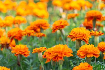  Marigold
