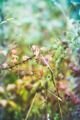 Grass on the field. Selective focus. Shallow depth of field.