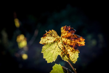 Autumn vineyards leaves
