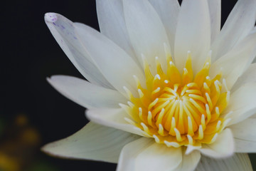white lotus flower