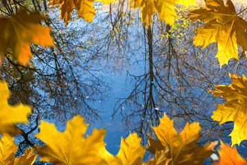 Reflex of trees on the water surface.Autumn Frame.