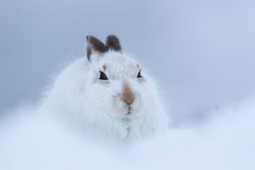 white mountain hare, lepus timidus