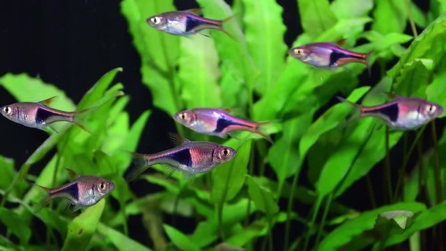 Group of fishes rasbora heteromorph swimming in freshwater aquarium