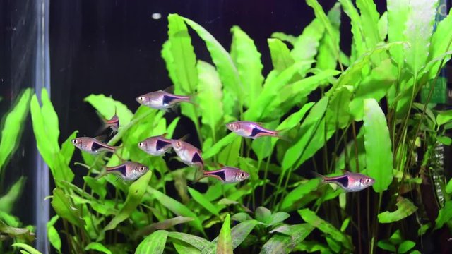 Group of fishes rasbora heteromorph swimming in freshwater aquarium