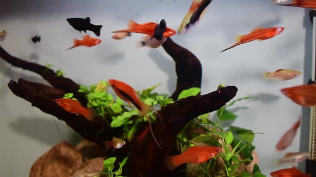 Group of fishes Xiphophorus hellerii (swordtail), black  molly and platy swimming in freshwater aquarium