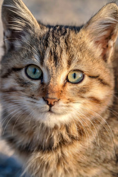 Portrait of a cute small cat with green eyes. Close up