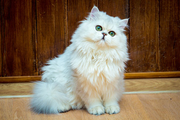 Fluffy long-haired British cat of silver color with green eyes sits and looks at the camera