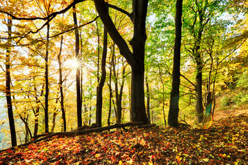 Warm autumn scenery in a forest, with the sun casting beautiful rays of light through the mist and...