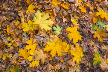 background of yellow maple leaves on the ground in the forest