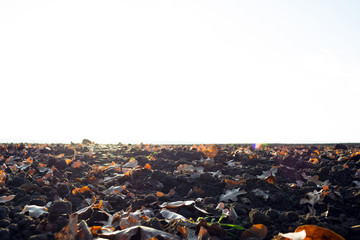 black ground with fallen leaves in late autumn against the sky