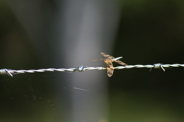 Graphic Flutterer Dragonfly perched on a wire