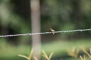 Graphic Flutterer Dragonfly perched on a wire