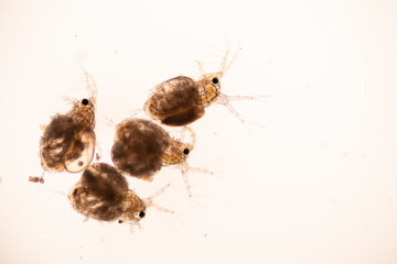 The Cladocera are an order of small crustaceans commonly called water fleas on the slide under microscope.