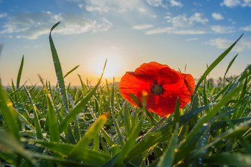 poppy in a field of winter wheat in late autumn at sunset under a clear sky with small clouds