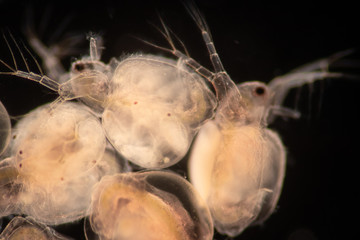 The Cladocera are an order of small crustaceans commonly called water fleas on the slide under microscope.