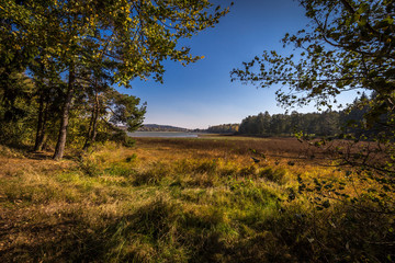 Dreamy edge of empty lake with high grass and colorful trees, clear deep blue sky Autumn in Czech Moravian highlands near Zdar nad Sazavou, Czech Republic
