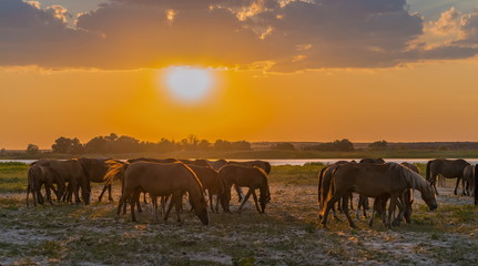 Fototapeta na wymiar Horses in the meadow on the background of the sunset. Domestic animals graze in flood plains, on the river bank. Against the backdrop of the sunset.