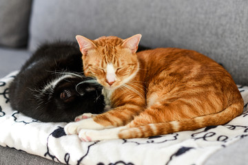 Two cats sleeping and cuddling on the sofa at home.