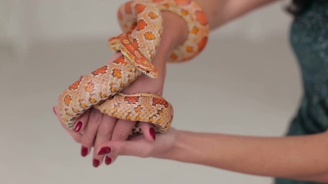 Close-up of an orange snake wrapped around a girl's hand on a white background.Young sensual woman with snake on her arms, close-up.