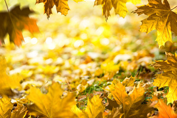 Autumn background. Fallen leaves on the ground in the grass. Autumn frame.