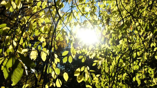 Sun rays shine through aspen branches in the fall, camera movement bottom to top
