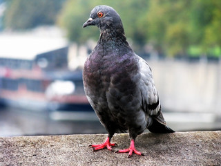  pigeon on concrete parapet