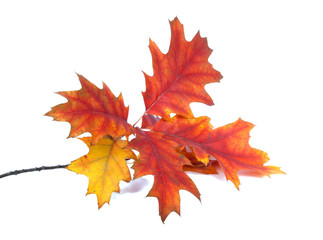 red orange autumn leaves isolated on the white background