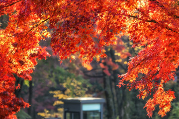 autumn leaves close up in changgyeonggung