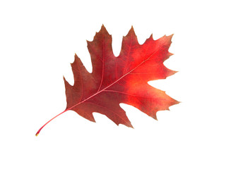 red orange autumn leaves isolated on the white background