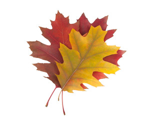 red orange autumn leaves isolated on the white background