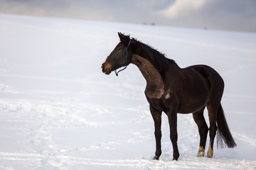 Dark brown big horse standing in the snow