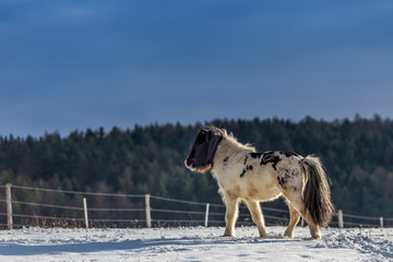 Cute black and white pony walking in the snow