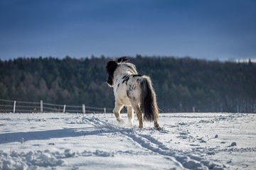 Cute black and white pony walking in the snow