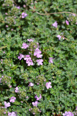Obraz premium Wild thyme