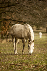 Obraz na płótnie Canvas Dirty white horse grazing on pasture
