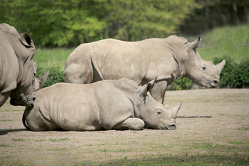 Obraz premium Breitmaulnashorn (Ceratotherium simum) mit Jungtier