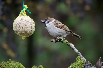 Feldsperling oder Feldspatz (Passer montanus) am Meisenknödel