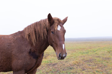 Brown horse on the field and fog