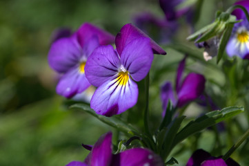 purple flowers in the garden