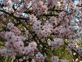 Fototapeta premium Blüten
