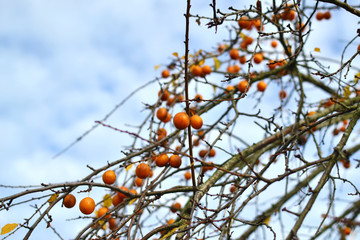 fruits of Mirabelle plum, Prunus domestica,