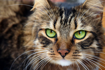 Close up portrait of long haired brown tabby cat with green eyes