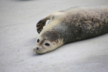 Seehund (Phoca vitulina)  © Aggi Schmid