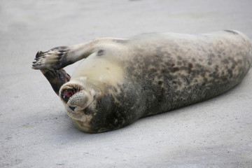 Seehund (Phoca vitulina)  © Aggi Schmid