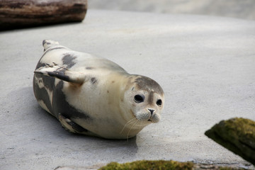 Seehund (Phoca vitulina)  © Aggi Schmid