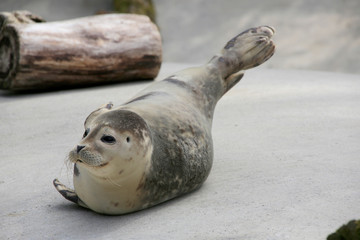 Seehund (Phoca vitulina)  © Aggi Schmid