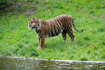 Sumatra Tiger (Panthera tigris sumatrae)