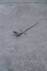 lizard thailand
