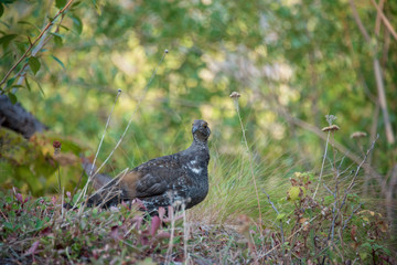 Canada Grouse  - Spruce grouse in grass side on facing front