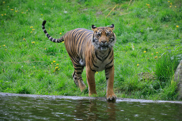 Naklejka na ściany i meble Sumatra-Tiger (Panthera tigris sumatrae)